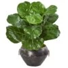 22" Fiddle Leaf Plant In Decorative Planter