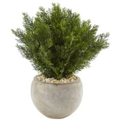 2ft. Cedar Plant In Sand Colored Bowl