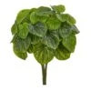 Green Peperomia Pick, 6ct.