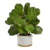 15" Fiddle Leaf Tree In White Planter