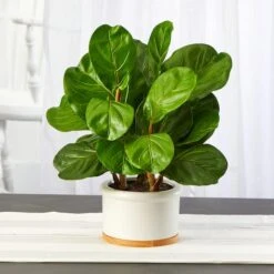 15" Fiddle Leaf Tree In White Planter -Michaels Shop D351351S 3