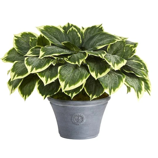 23" Variegated Hosta In Gray Planter 1 23" Variegated Hosta In Gray Planter