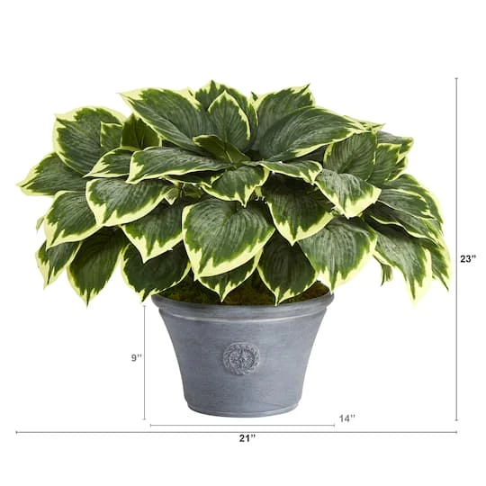 23" Variegated Hosta In Gray Planter 3 23" Variegated Hosta In Gray Planter - Image 3
