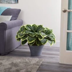 23" Variegated Hosta In Gray Planter 7 23" Variegated Hosta In Gray Planter -Michaels Shop D351511S 3