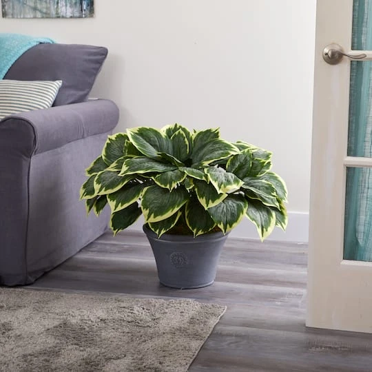 23" Variegated Hosta In Gray Planter 4 23" Variegated Hosta In Gray Planter - Image 4