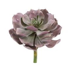 8'' Echeveria Succulent Pick, 6ct.
