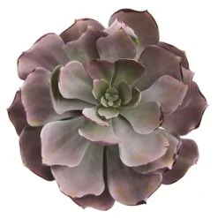 8'' Echeveria Succulent Pick, 6ct. 5 8'' Echeveria Succulent Pick, 6ct. -Michaels Shop D352145S 2