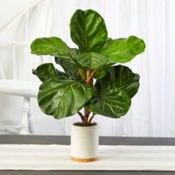 21" Fiddle Leaf Tree In White Ceramic Planter 7 21" Fiddle Leaf Tree In White Ceramic Planter -Michaels Shop D352543S 3