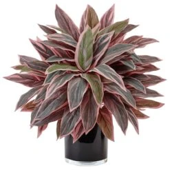 Caladium Artificial Plant In Black Glossy Planter