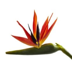 Large Artificial Bird Of Paradise Stem, 4ct. 7 Large Artificial Bird Of Paradise Stem, 4ct. -Michaels Shop D386496S 3