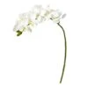 Moth Orchid Stem, 6ct. White