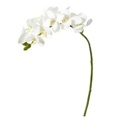 Moth Orchid Stem, 6ct. White