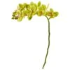 Moth Orchid Stem, 6ct. Green