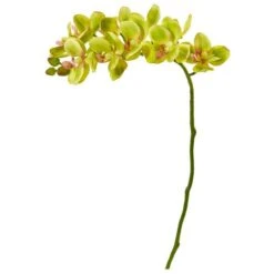 Moth Orchid Stem, 6ct. Green
