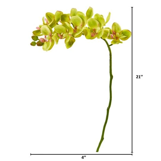Moth Orchid Stem, 6ct. Green 3 Moth Orchid Stem, 6ct. Green - Image 3