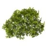 Green Moss Bush, 12ct.