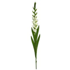 White Gladiolus Flower Stems, 3ct.