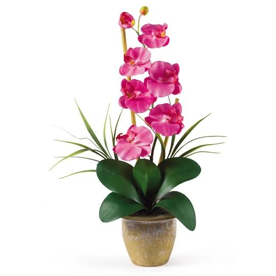 21" Moth Orchid Flower Arrangement In Ceramic Pot Dark Pink 1 21" Moth Orchid Flower Arrangement In Ceramic Pot Dark Pink
