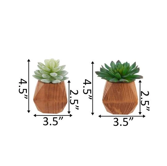 Flora Bunda® 4.5" Succulent Plant In Wood Pot, 2ct. 3 Flora Bunda® 4.5" Succulent Plant In Wood Pot, 2ct. - Image 3