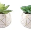 Flora Bunda® 4" Succulent In Geo Gold Round Ceramic Pot, 2ct.