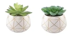 Flora Bunda® 4" Succulent In Geo Gold Round Ceramic Pot, 2ct.