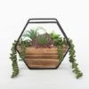 Flora Bunda® 11" Succulent Arrangement In Hexagon Wood & Metal Wall Accent