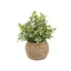 Flora Bunda® 11.7" Tea Leaf Plant In Basket