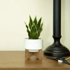 Flora Bunda® 9.7" Snake Plant In Ceramic Pot With Wood Stand -Michaels Shop D511323S 3