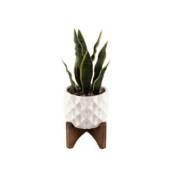 Flora Bunda® 12.5" Snake Plant In Ceramic Planter With Stand -Michaels Shop D511324S 1 1