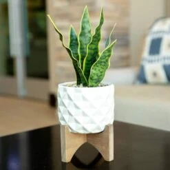 Flora Bunda® 12.5" Snake Plant In Ceramic Planter With Stand -Michaels Shop D511324S 3