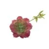 Flora Bunda® Red Echeveria Lola Succulent Pick, 6ct.