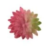 Flora Bunda® Pink Bean Succulent Pick, 12ct.