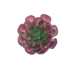 Flora Bunda® Red Large Echeveria Powder Succulent Pick, 6ct.