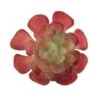 Flora Bunda® Red Small Echeveria Succulent Pick, 12ct.