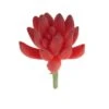 Flora Bunda® Red Small Little Gem Succulent Pick, 12ct.