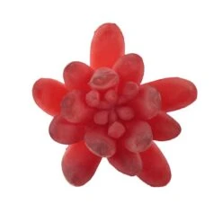 Flora Bunda® Red Small Little Gem Succulent Pick, 12ct. -Michaels Shop D581968S 2