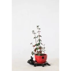 Hello Honey® 3" Stoneware Ladybug Planter -Michaels Shop D587926S 6