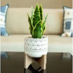 Flora Bunda 5" White & Black Geo Planter With Wood Stand 7 Flora Bunda 5" White & Black Geo Planter With Wood Stand -Michaels Shop D600007S 3