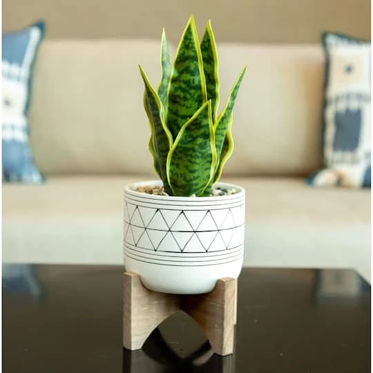Flora Bunda 5" White & Black Geo Planter With Wood Stand 4 Flora Bunda 5" White & Black Geo Planter With Wood Stand - Image 4