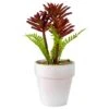 Northlight 8" Red And Green Succulent Fern In Ceramic White Pot