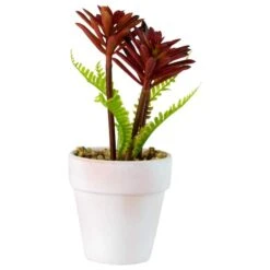 Northlight 8" Red And Green Succulent Fern In Ceramic White Pot 9 Northlight 8" Red And Green Succulent Fern In Ceramic White Pot -Michaels Shop D602991S 4