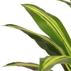 6ft. Artificial Dracaena Fragrans Tree In White Decorative Pot 14 6ft. Artificial Dracaena Fragrans Tree In White Decorative Pot -Michaels Shop D763734S 5