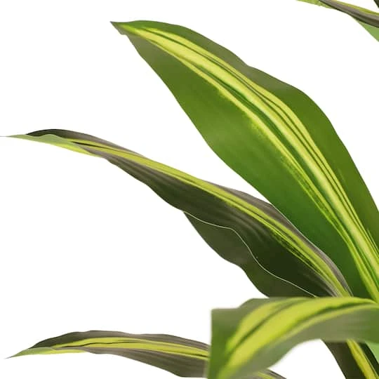 6ft. Artificial Dracaena Fragrans Tree In White Decorative Pot 6 6ft. Artificial Dracaena Fragrans Tree In White Decorative Pot - Image 6