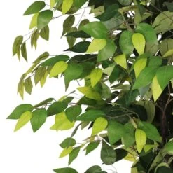 6ft. Artificial Ficus Microcarpa Tree In White Decorative Pot -Michaels Shop D763735S 6