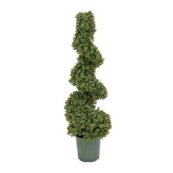 3.5ft. Boxwood Spiral Topiary 6 3.5ft. Boxwood Spiral Topiary -Michaels Shop D766093S 1 1
