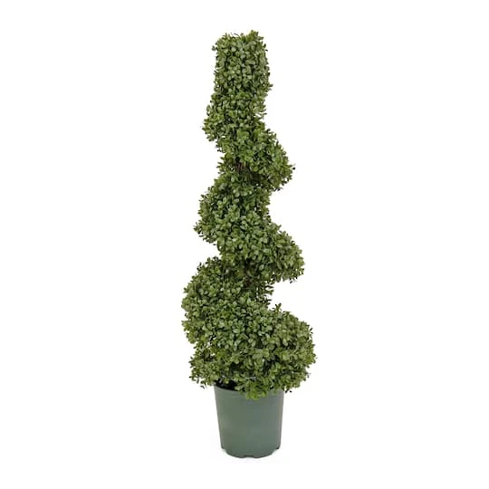 3.5ft. Boxwood Spiral Topiary 2 3.5ft. Boxwood Spiral Topiary - Image 2