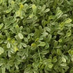 4ft. Mini Tea Leaf Two-Ball Topiary 7 4ft. Mini Tea Leaf Two-Ball Topiary -Michaels Shop D766095S 3