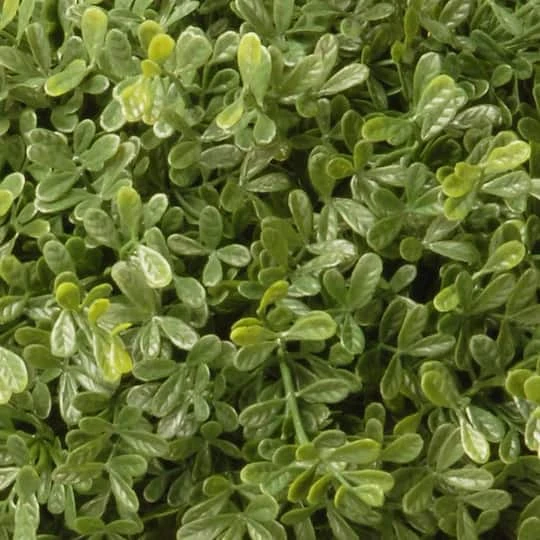 4ft. Mini Tea Leaf Two-Ball Topiary 4 4ft. Mini Tea Leaf Two-Ball Topiary - Image 4