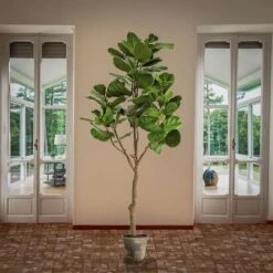 6.5ft. Fiddle Leaf Fig Tree -Michaels Shop D766097S 2